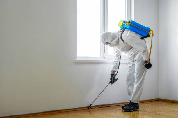 Wasp Removal Services in Ridley Park, PA